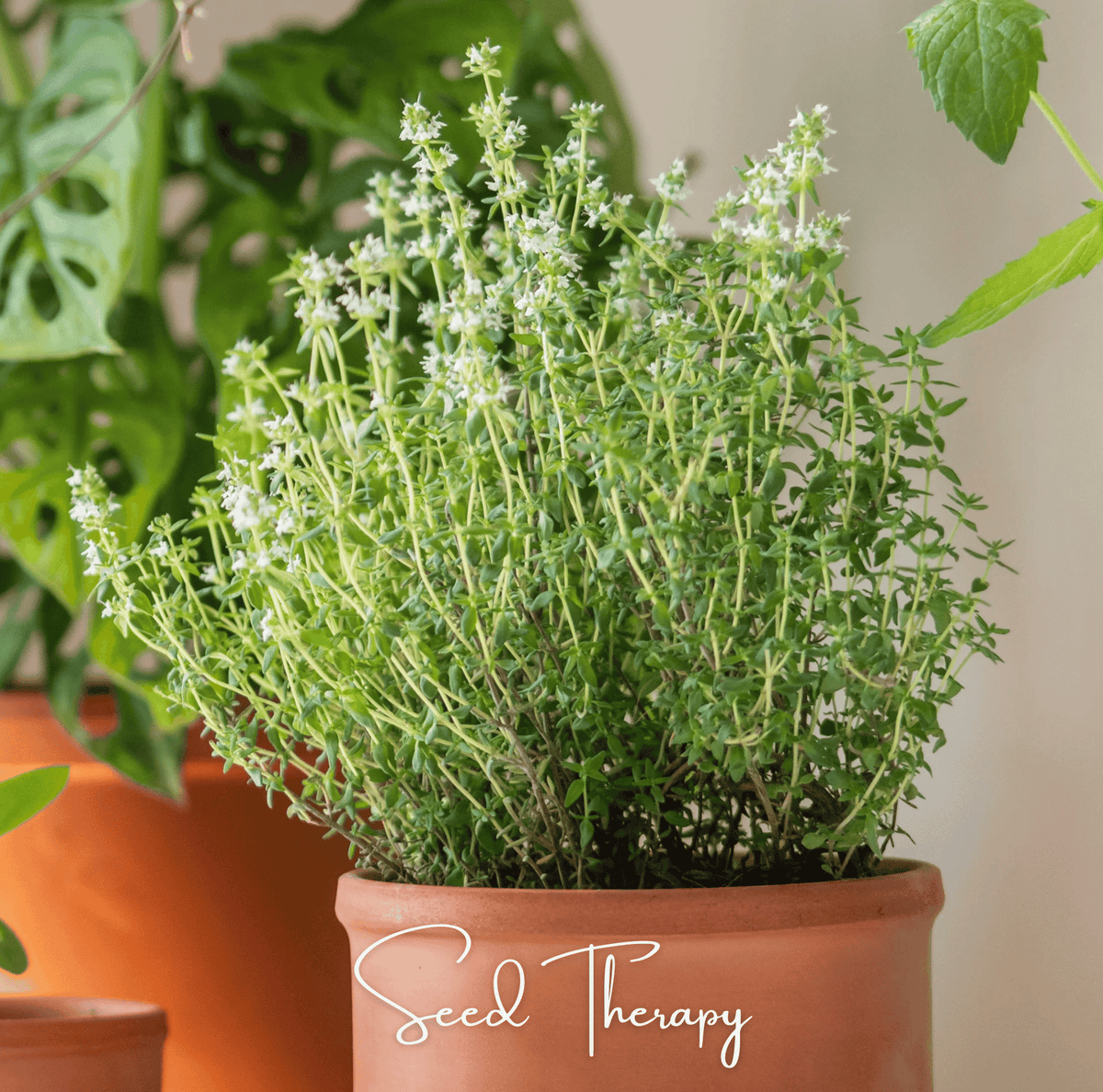 German Winter Thyme – 200 Seeds