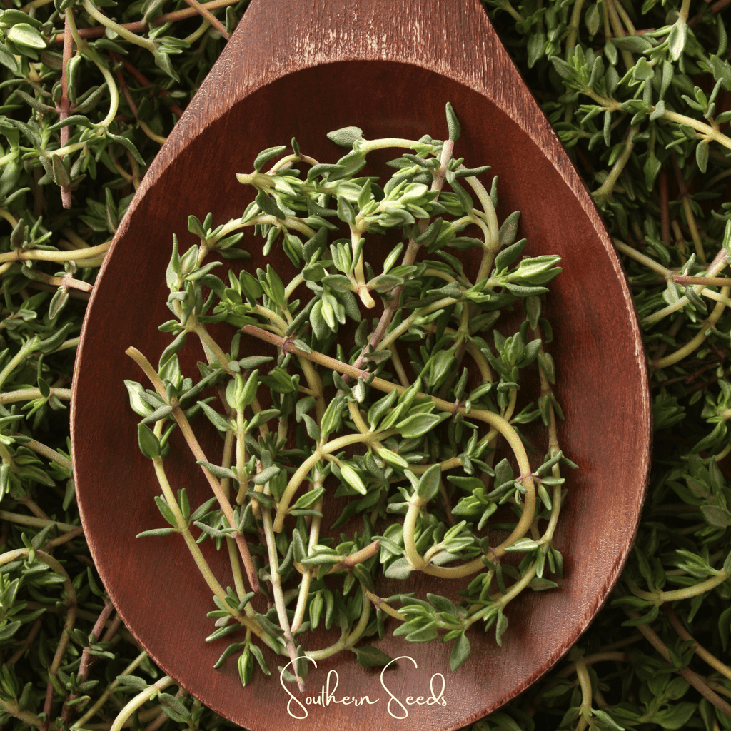 German Winter Thyme – 200 Seeds
