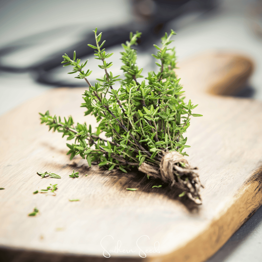German Winter Thyme – 200 Seeds