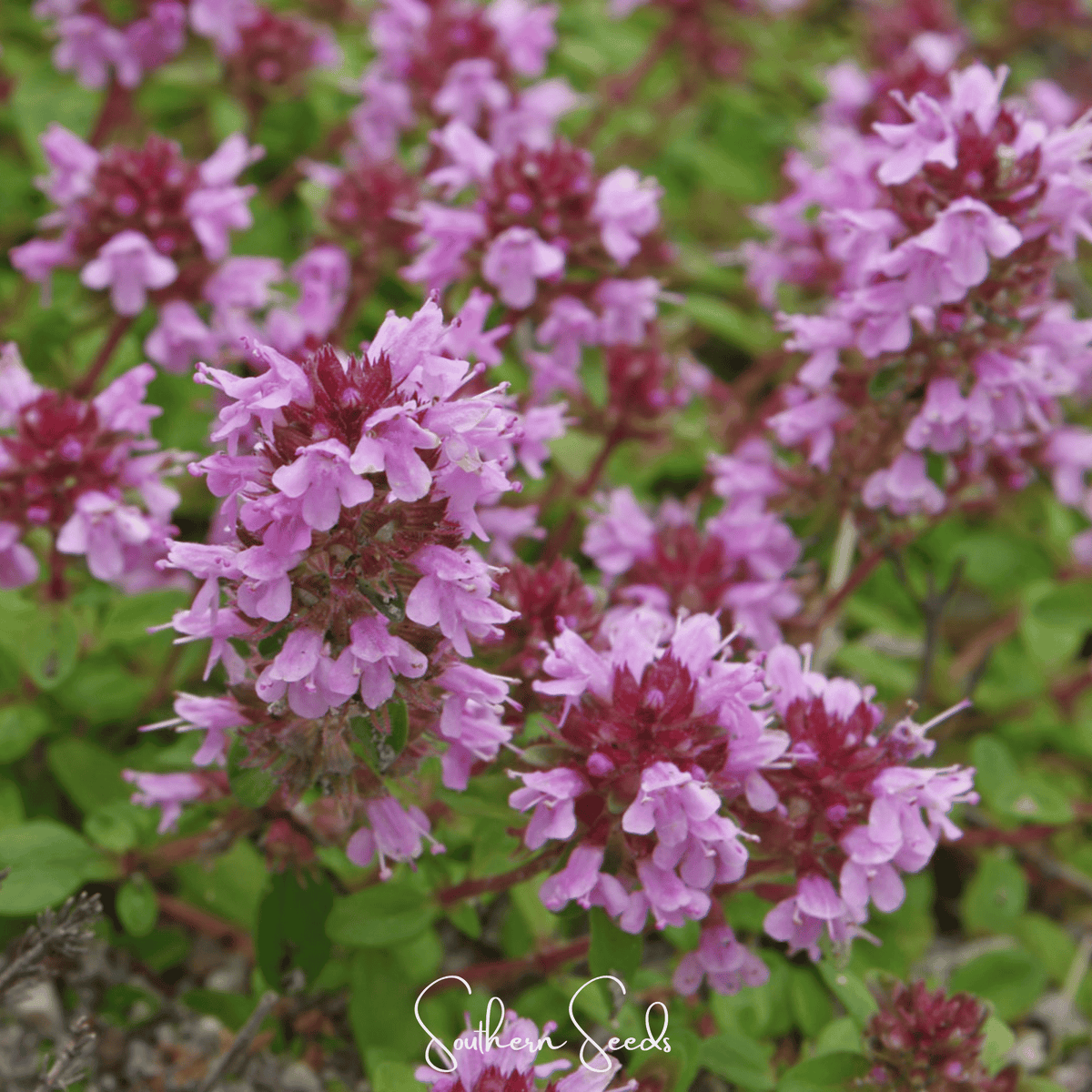 Lemon Thyme – 250 Seeds