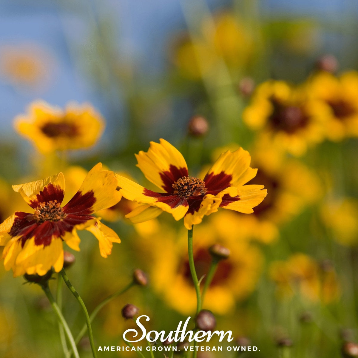 Golden Wave Tickseed – 100 Seeds