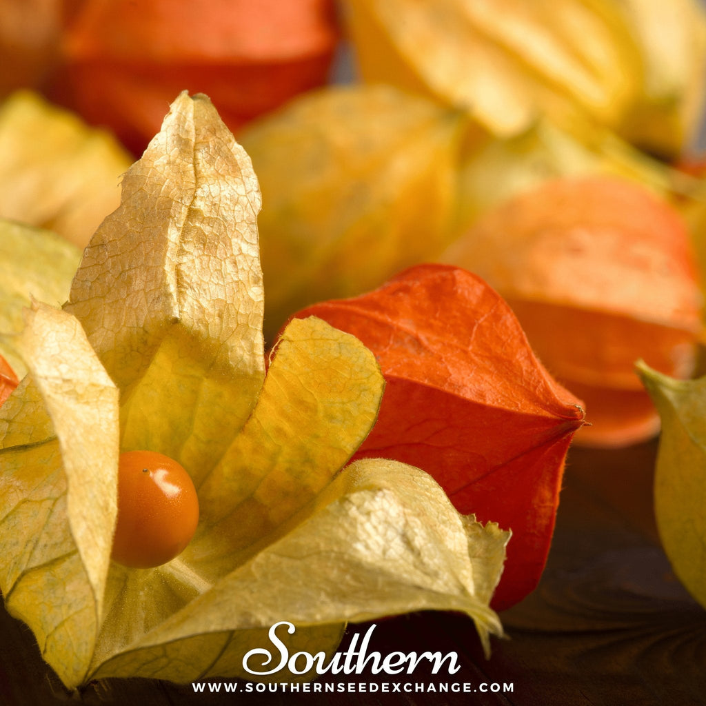 Husk Cherry Tomatillo – 20 Seeds