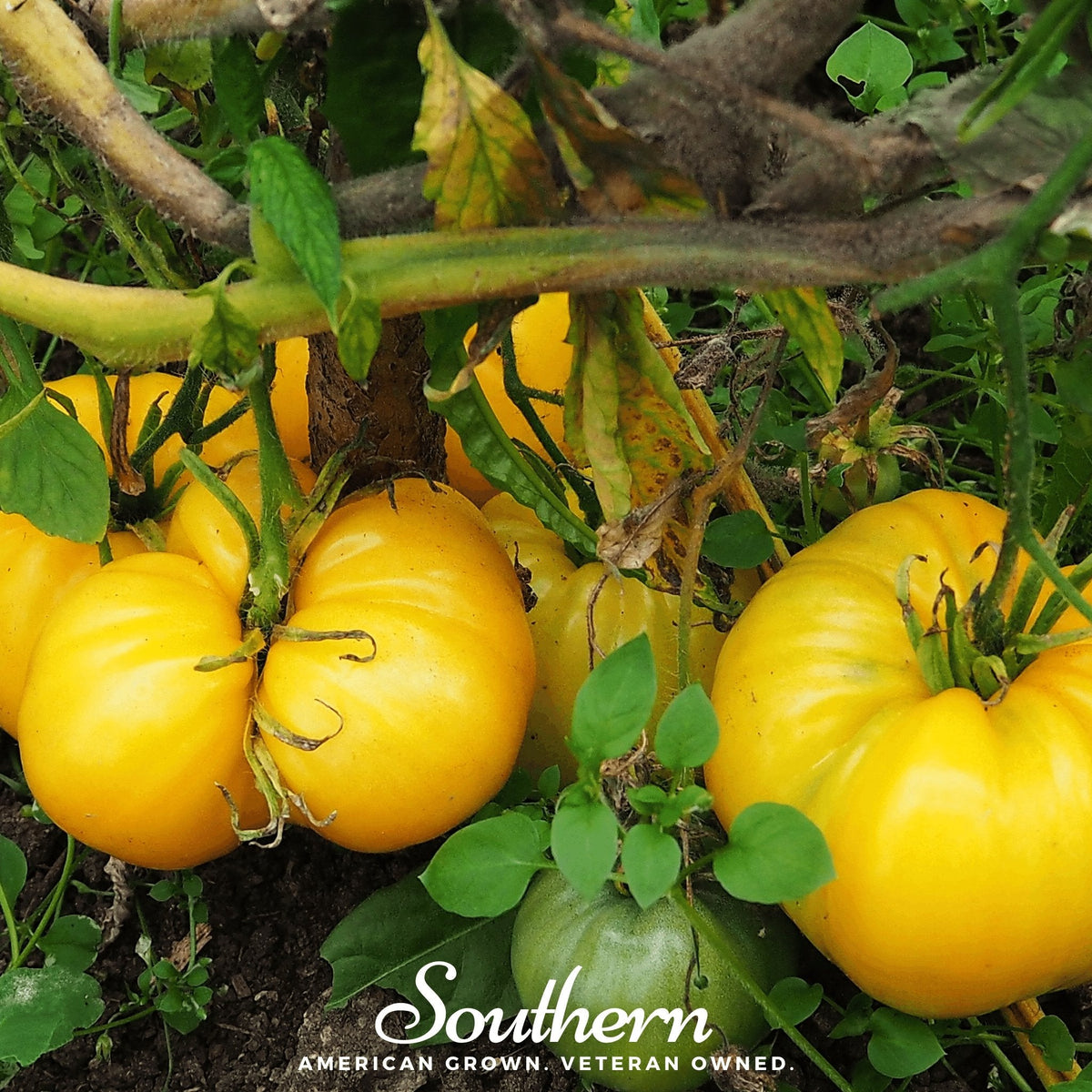 Yellow Brandywine Tomato – 50 Seeds