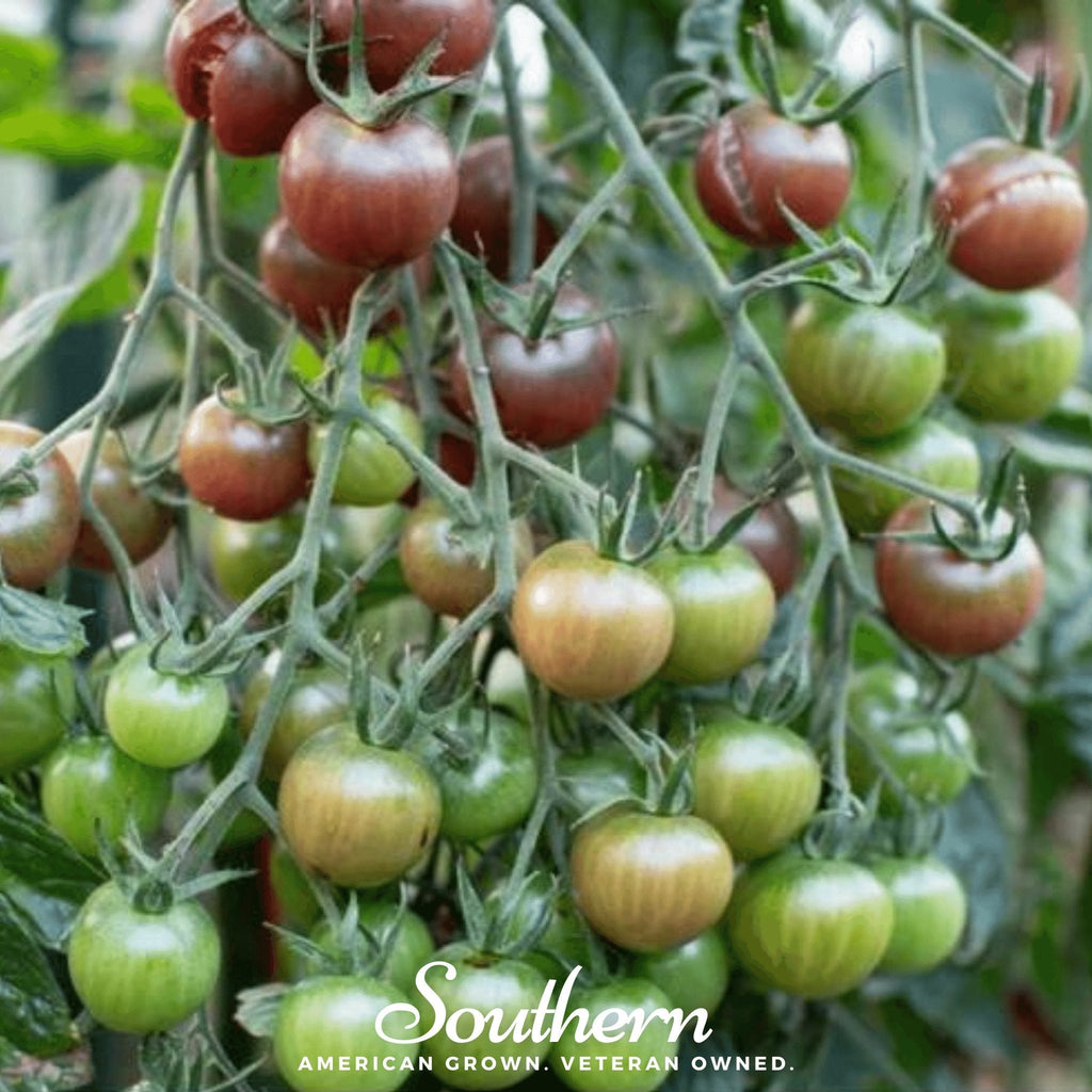 Chocolate Cherry Tomato – 25 Seeds