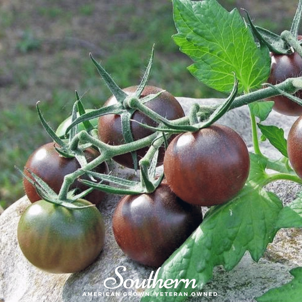 Chocolate Cherry Tomato – 25 Seeds