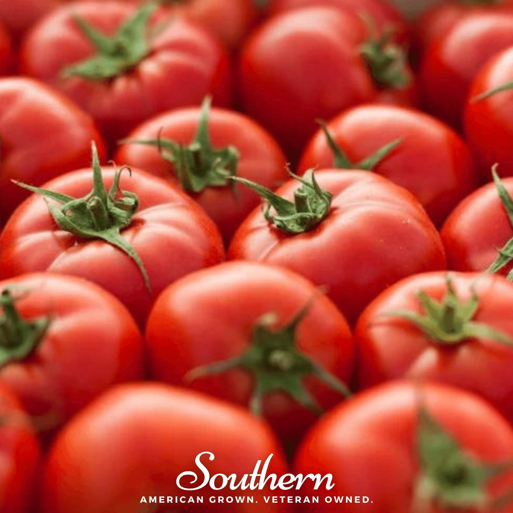 Floridade Tomato – 50 Seeds