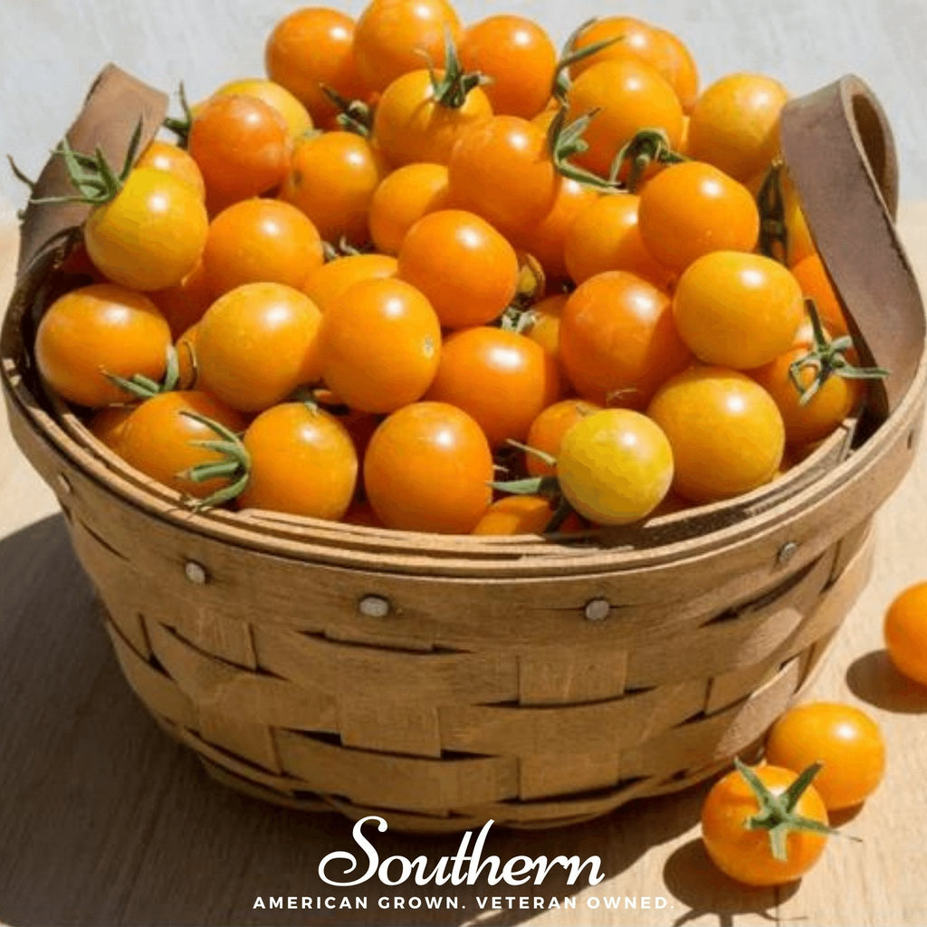 Gold Nugget Tomato – 50 Seeds