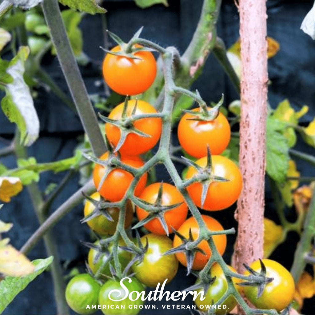 Gold Nugget Tomato – 50 Seeds