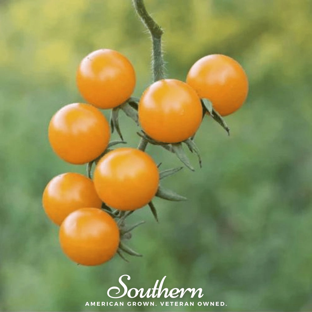 Gold Nugget Tomato – 50 Seeds