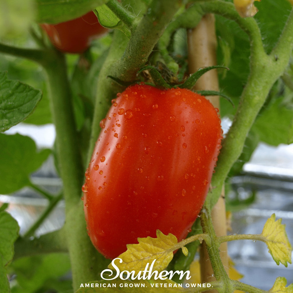 San Marzano Tomato – 50 Seeds