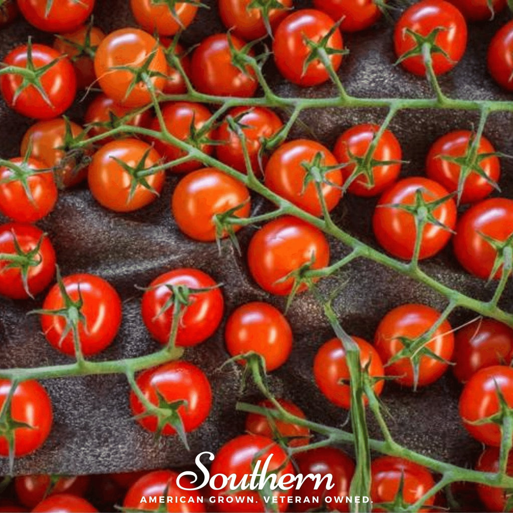 Sweetie Tomato – 50 Seeds