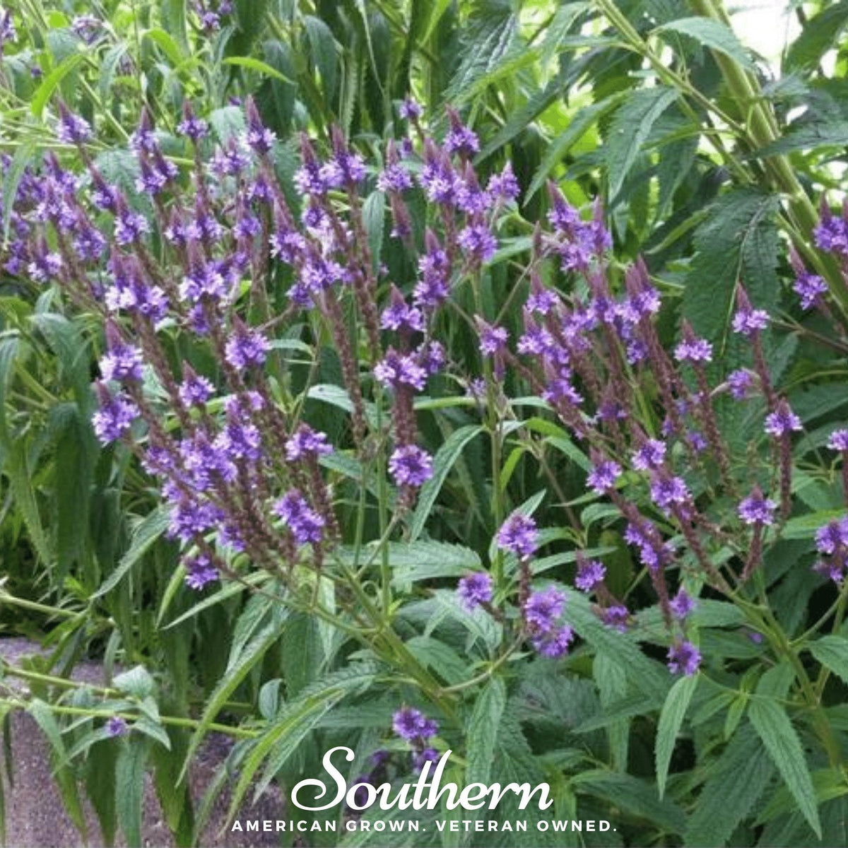 Blue Vervain – 100 Seeds