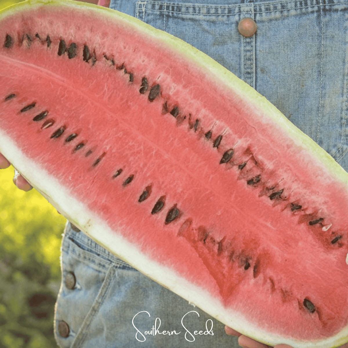 Congo Watermelon – 25 Seeds