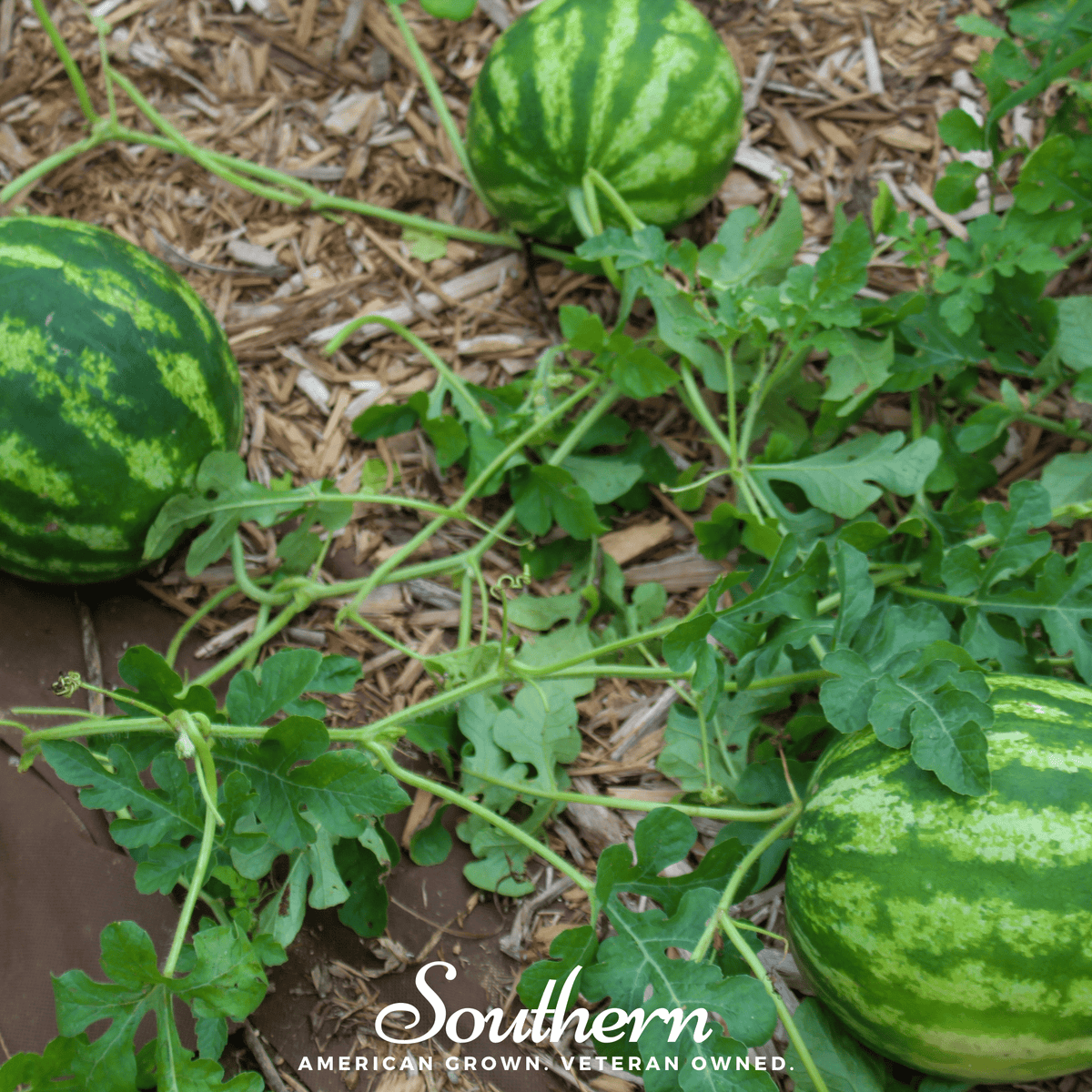 Crimson Sweet Watermelon – 25 Seeds