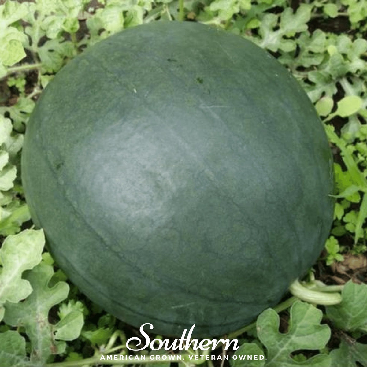 Sugar Baby Watermelon – 25 Seeds