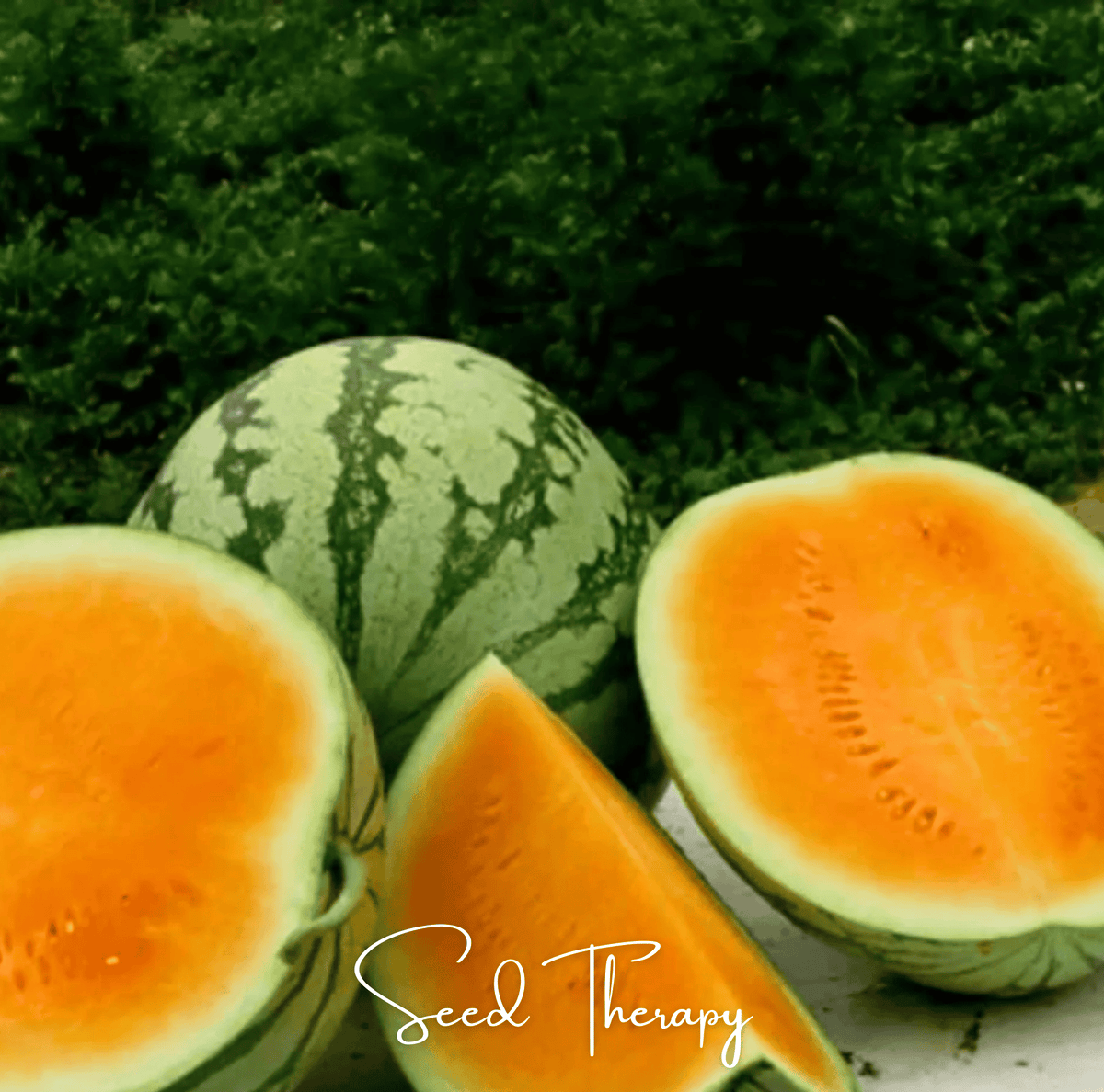 Tendersweet Orange Watermelon – 25 Seeds