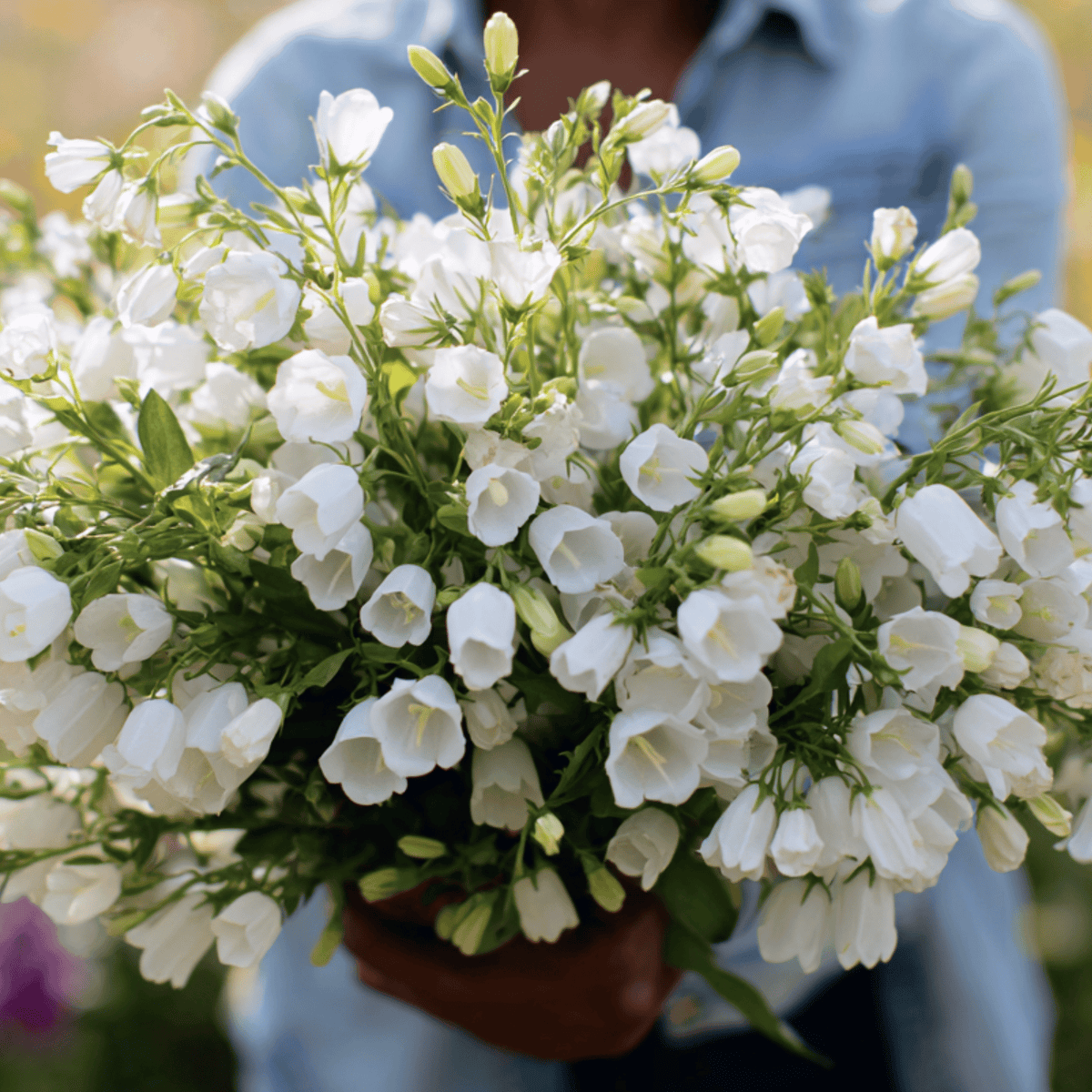 White Canterbury Bells – 100 Seeds