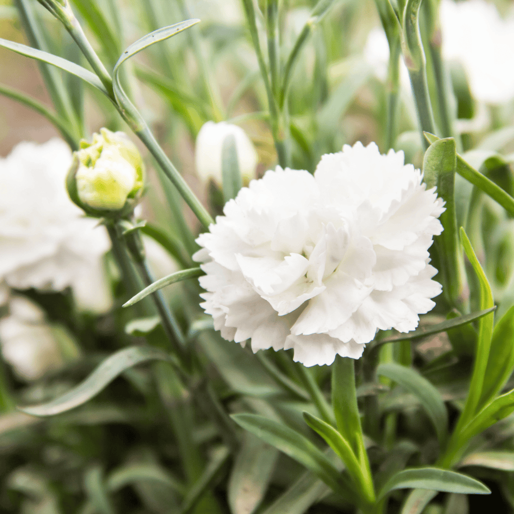 White Grenadin Carnation – 25 Seeds