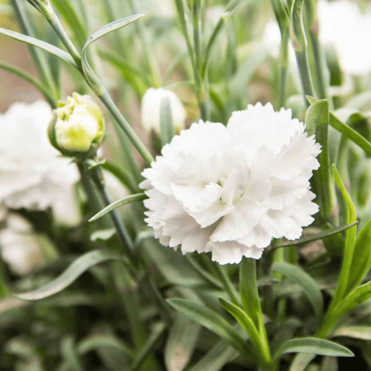White Grenadin Carnation – 25 Seeds