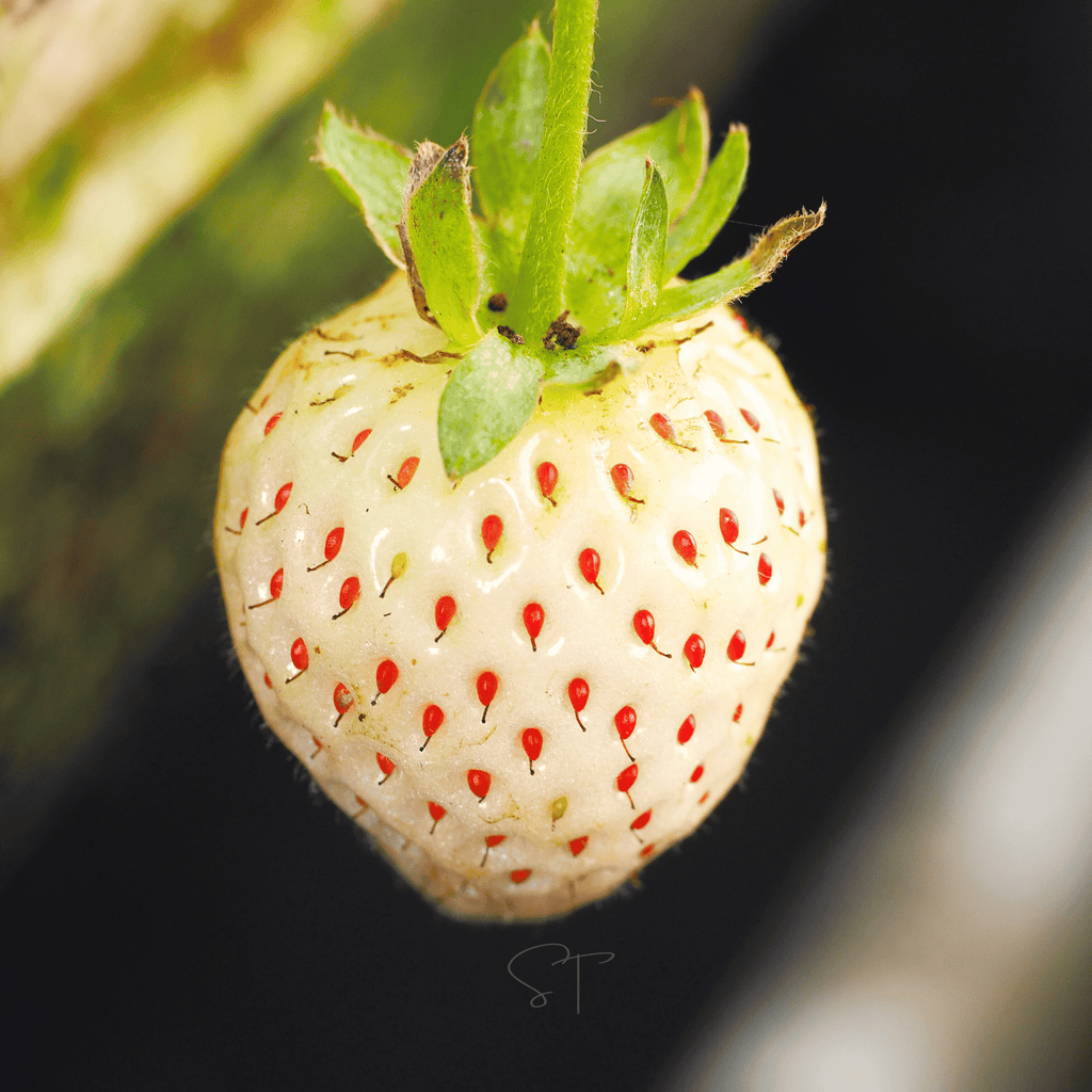 White Soul Strawberry – 100 Seeds
