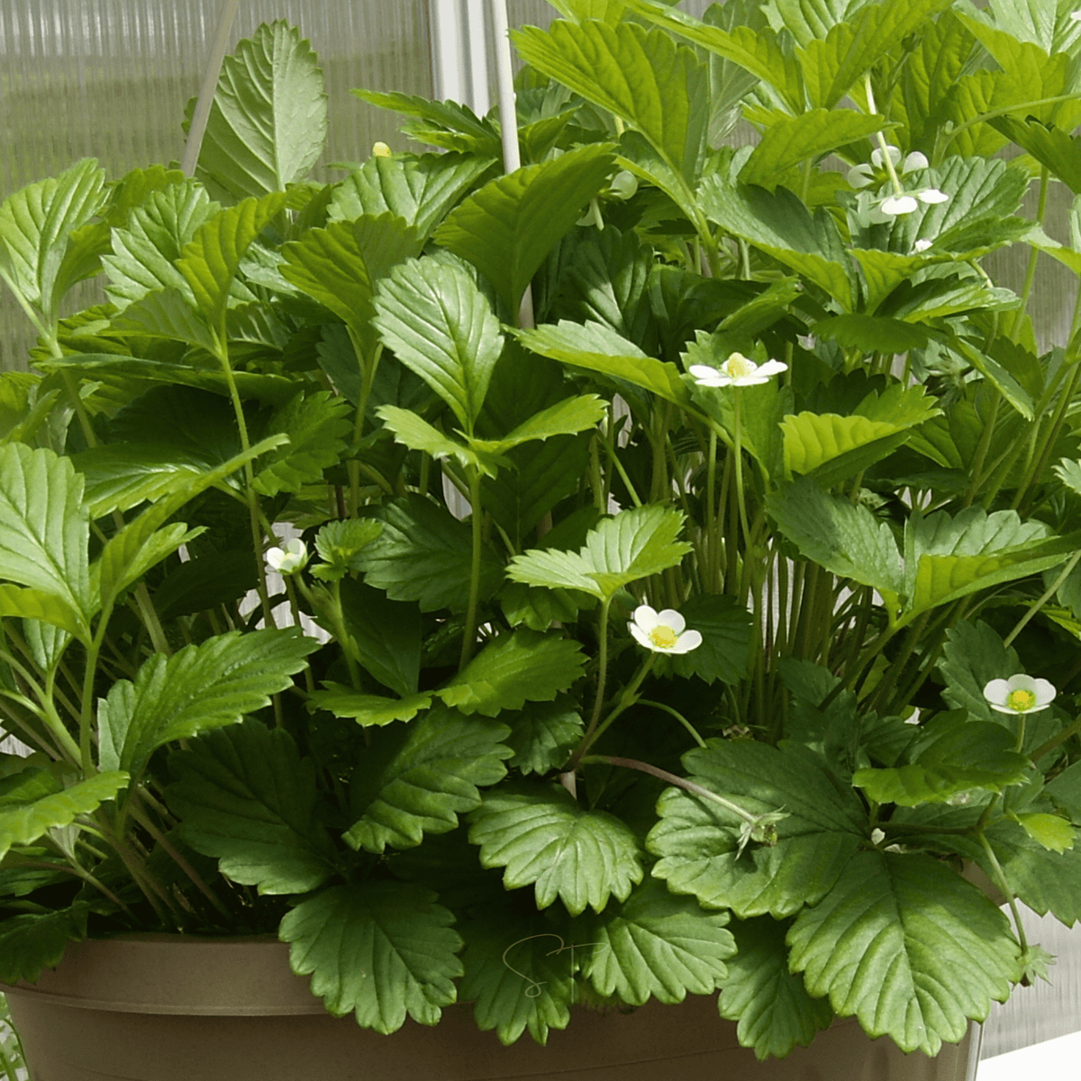White Soul Strawberry – 100 Seeds