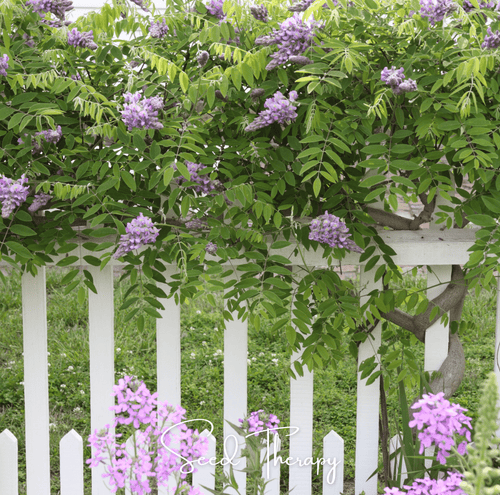 American Wisteria – 5 Seeds