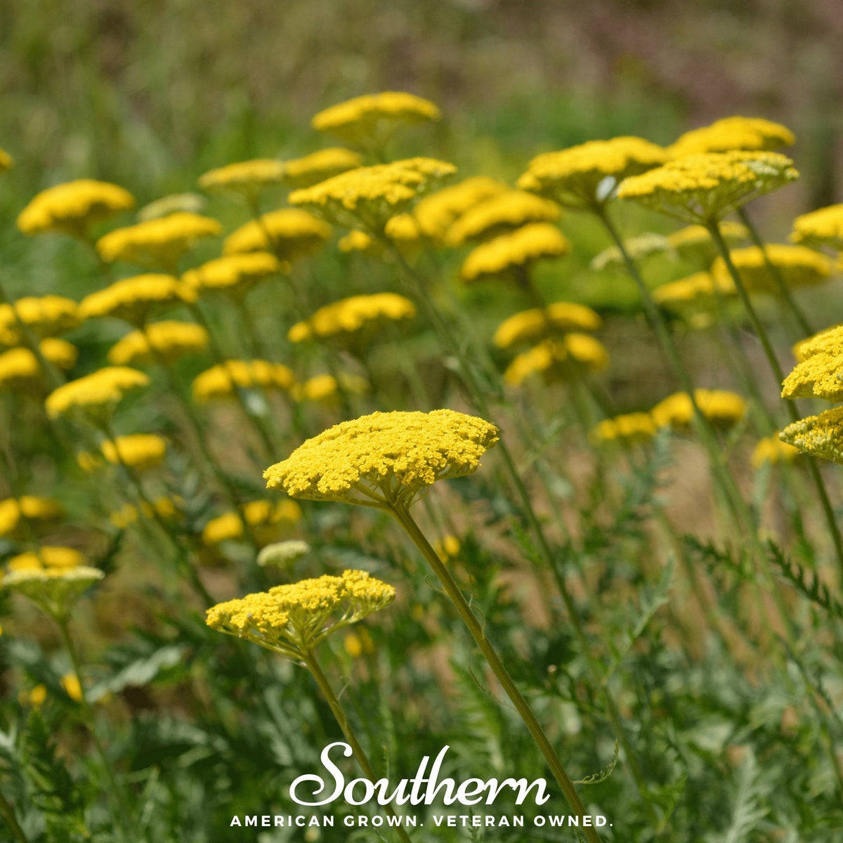 Golden Parker Yarrow – 100 Seeds