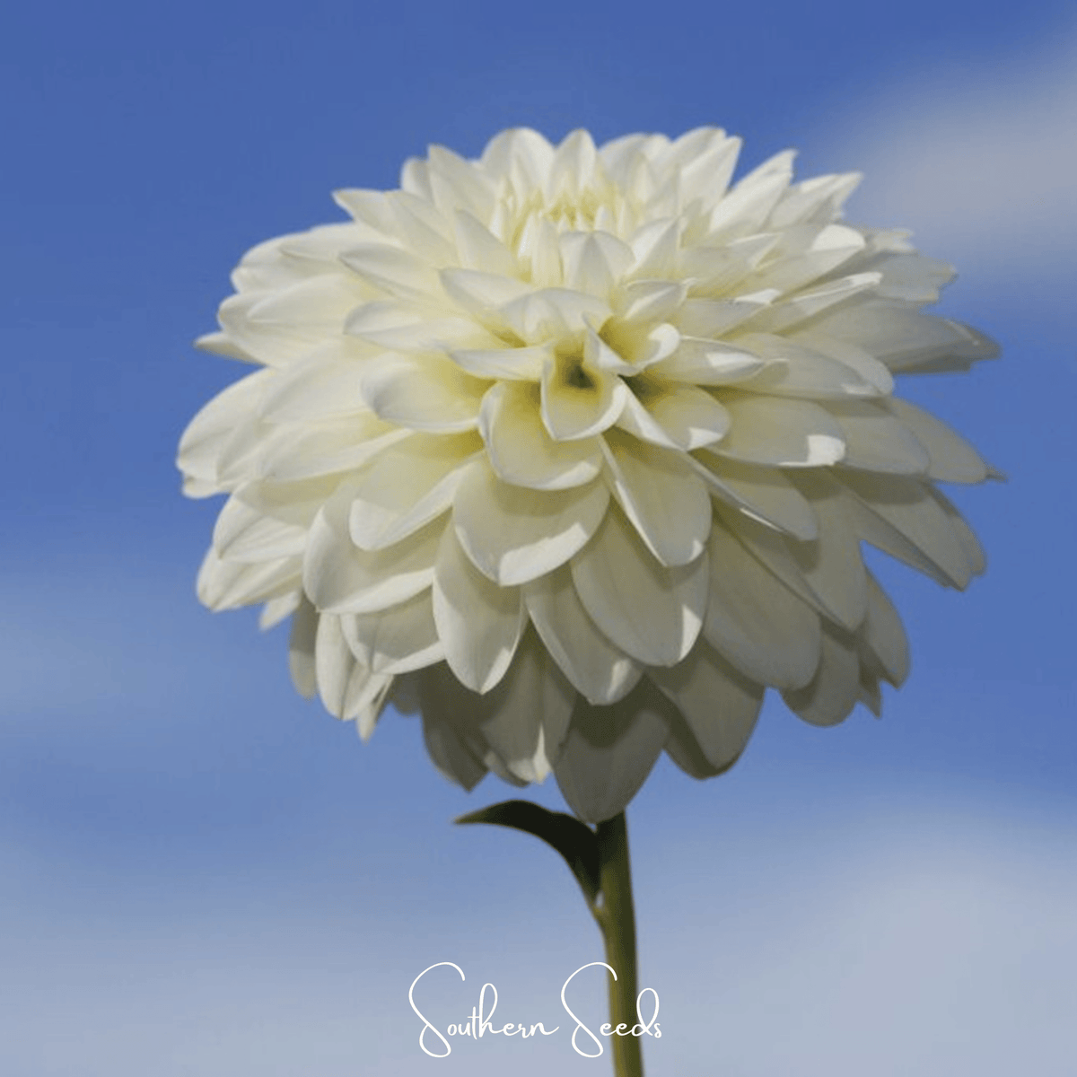 Blueberry Cheesecake Zinnia – 100 Seeds