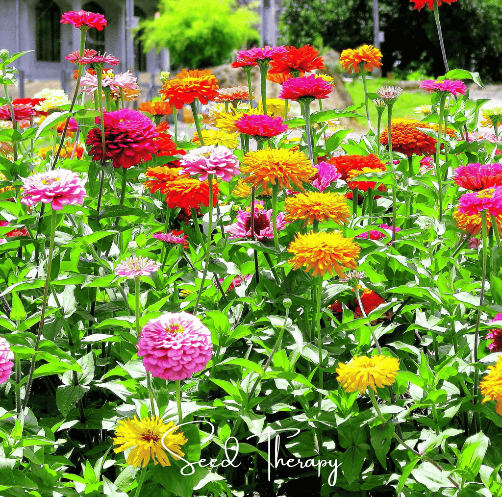 California Giants Zinnia – 100 Seeds