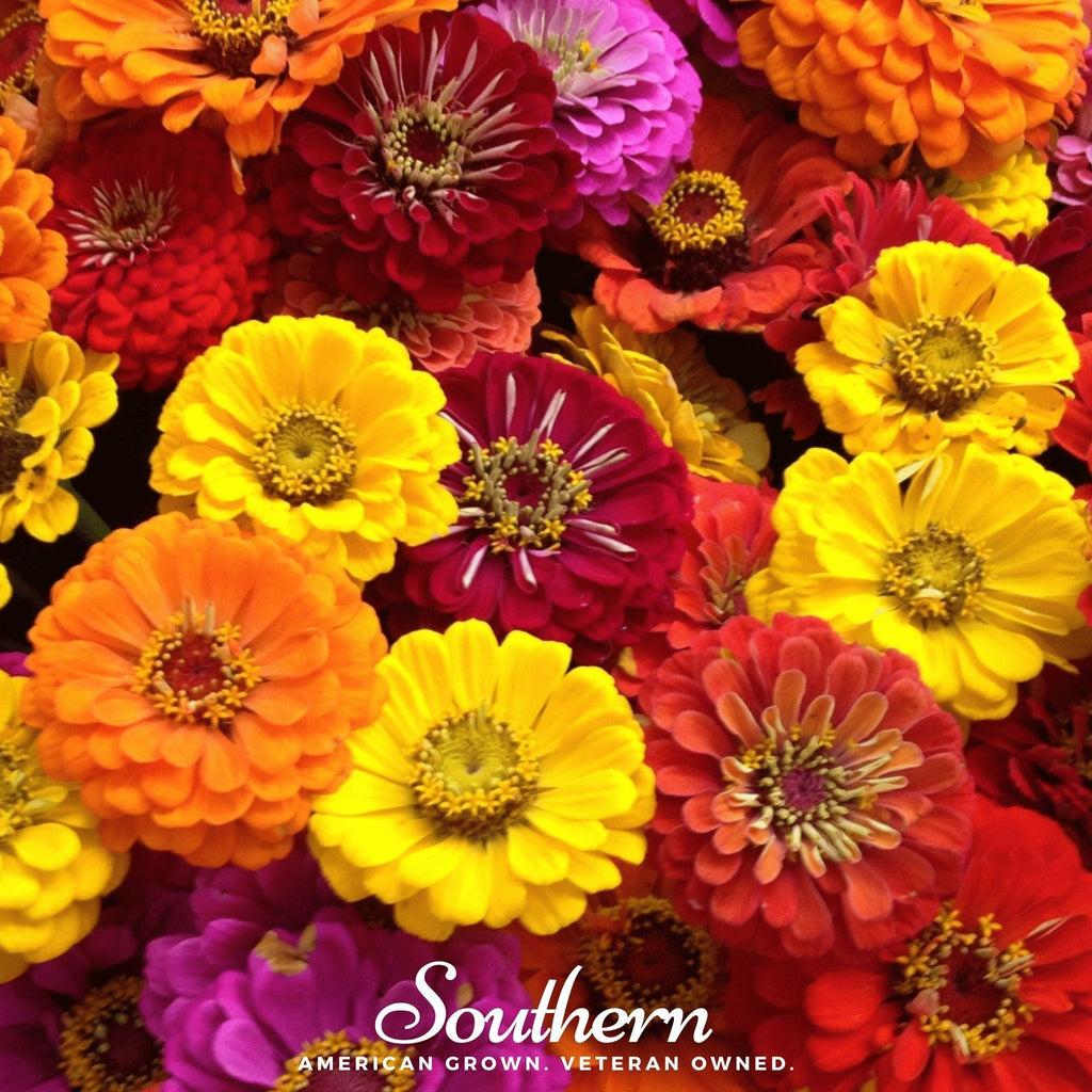 California Giants Zinnia – 100 Seeds