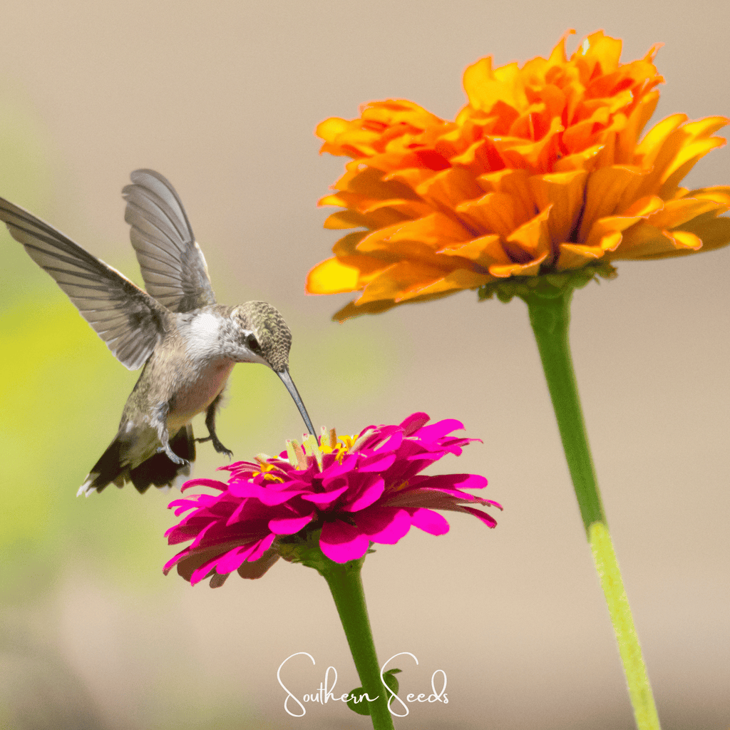 California Giants Zinnia – 100 Seeds