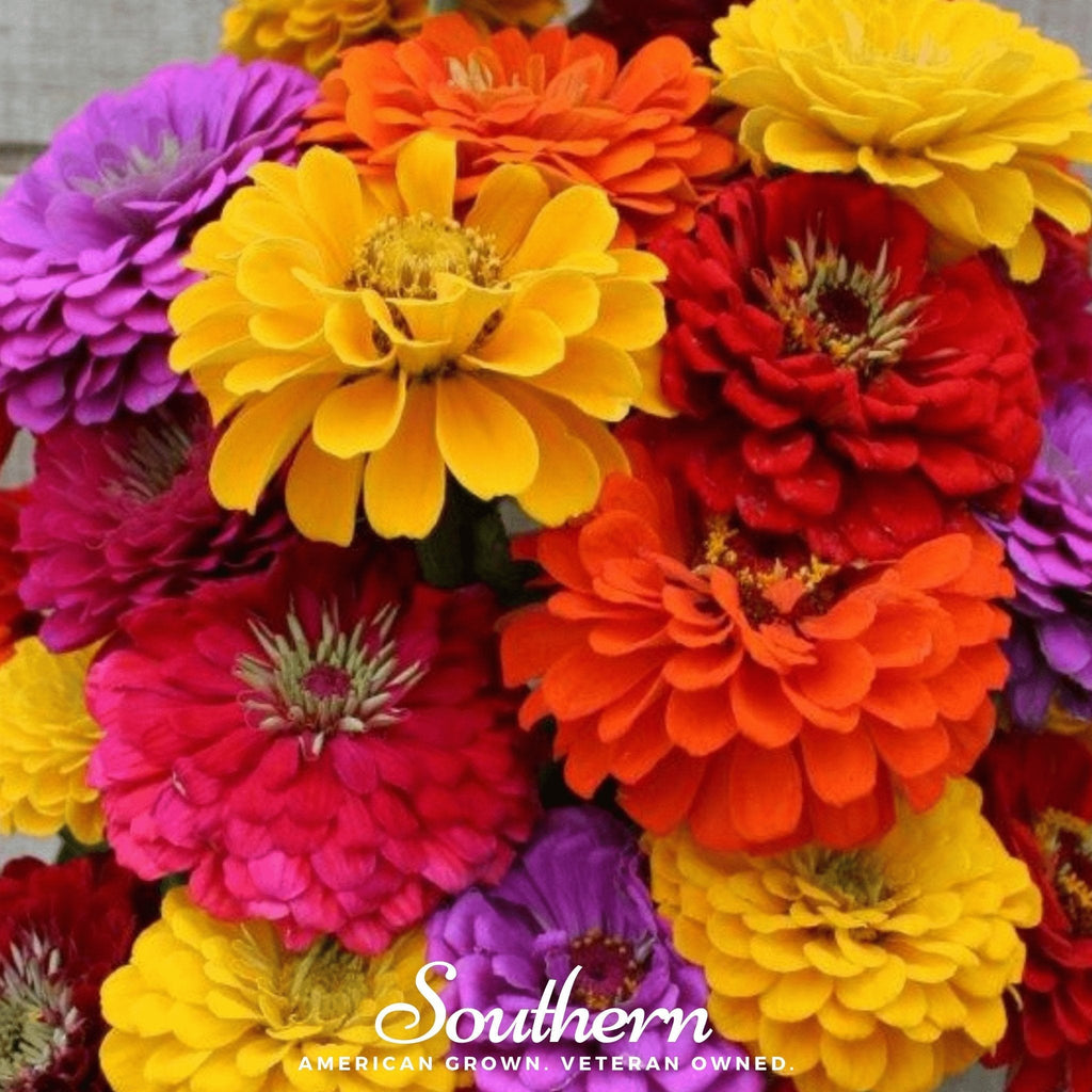 California Giants Zinnia – 100 Seeds