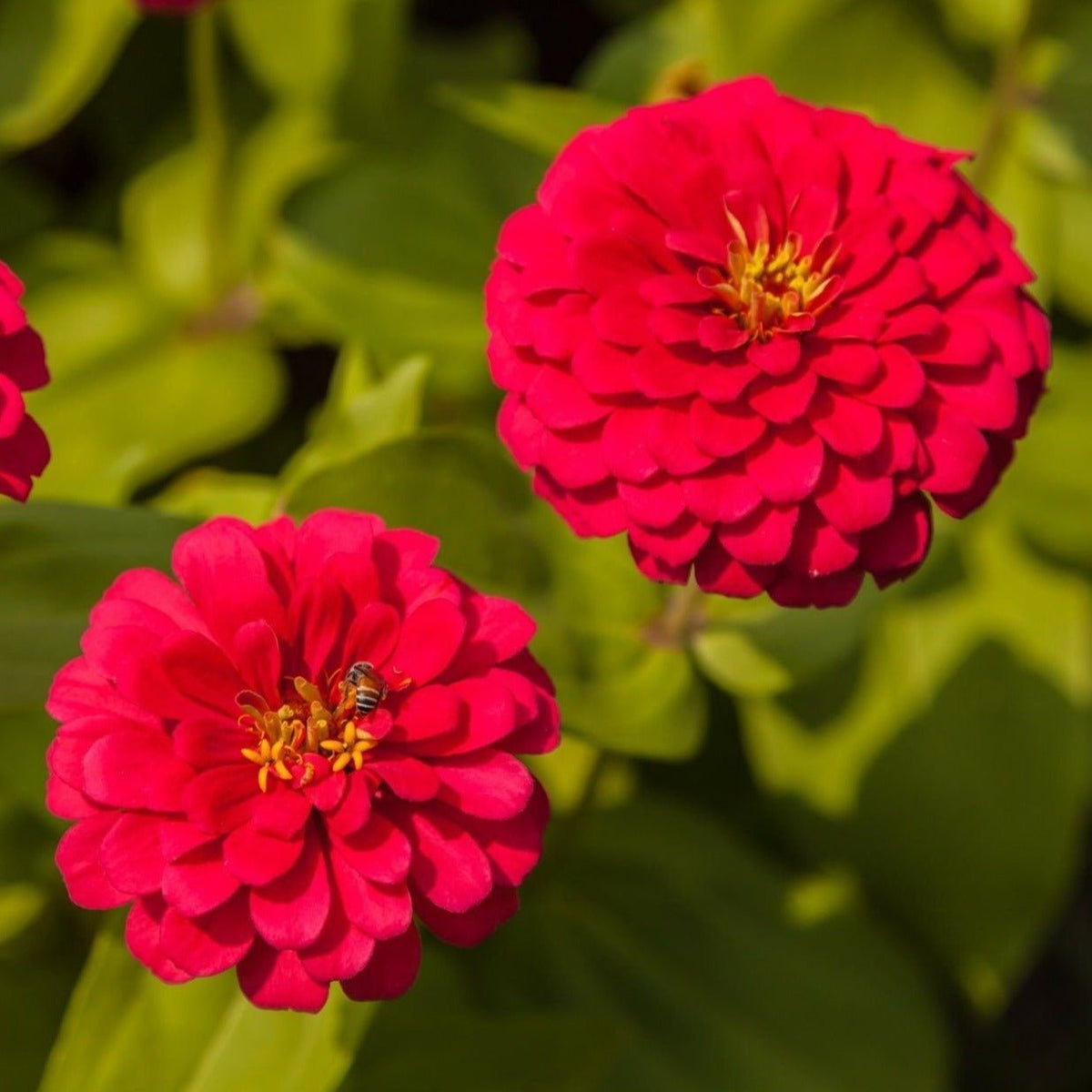 Cherry Queen Zinnia – 100 Seeds