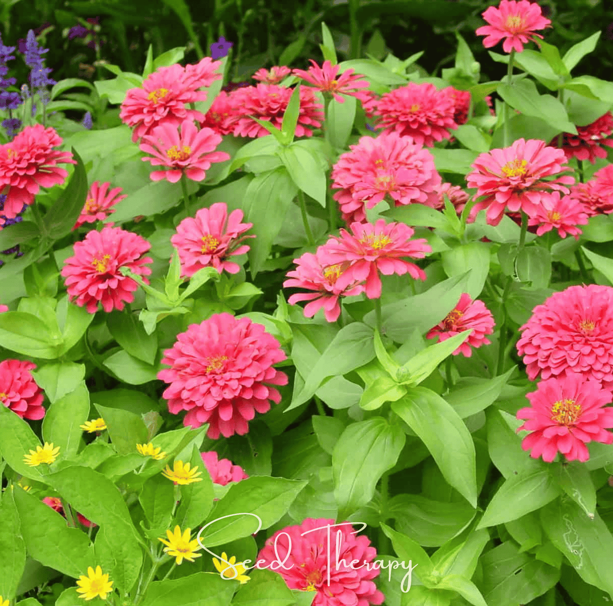 Coral Zinnia – 100 Seeds