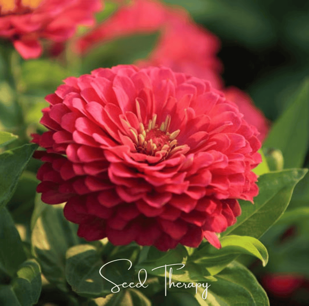 Coral Zinnia – 100 Seeds