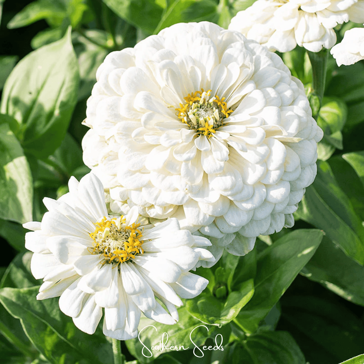 Lemon Meringue Zinnia – 100 Seeds