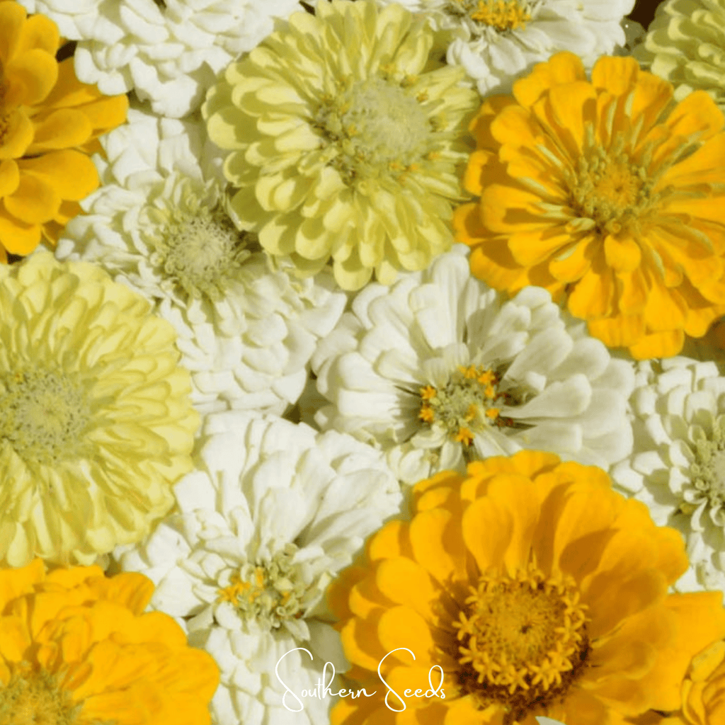 Lemon Meringue Zinnia – 100 Seeds