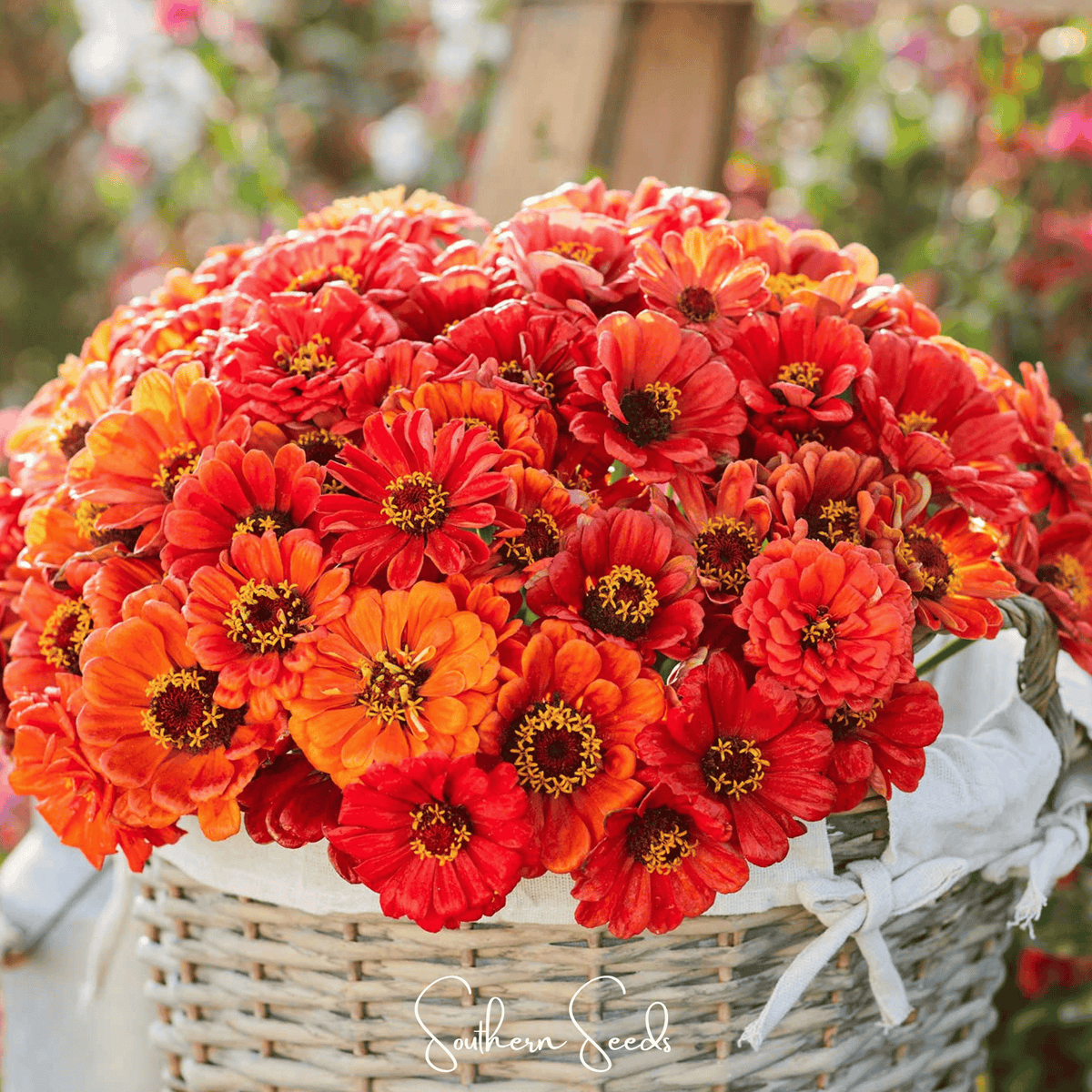 Oriole Zinnia – 50 Seeds