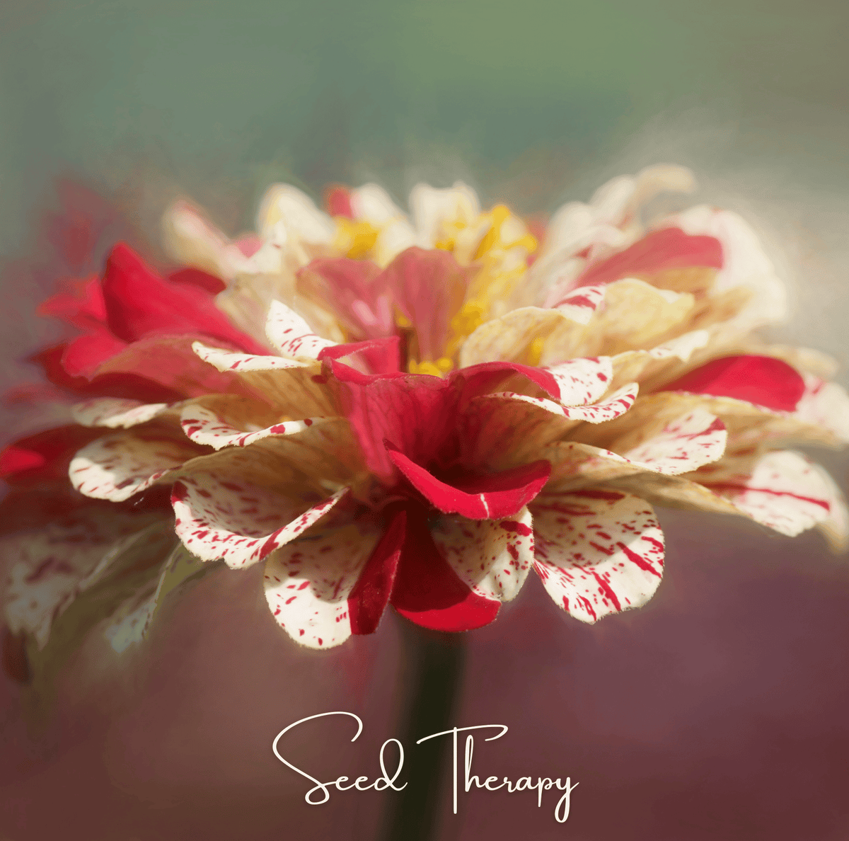 Peppermint Stick Zinnia – 50 Seeds