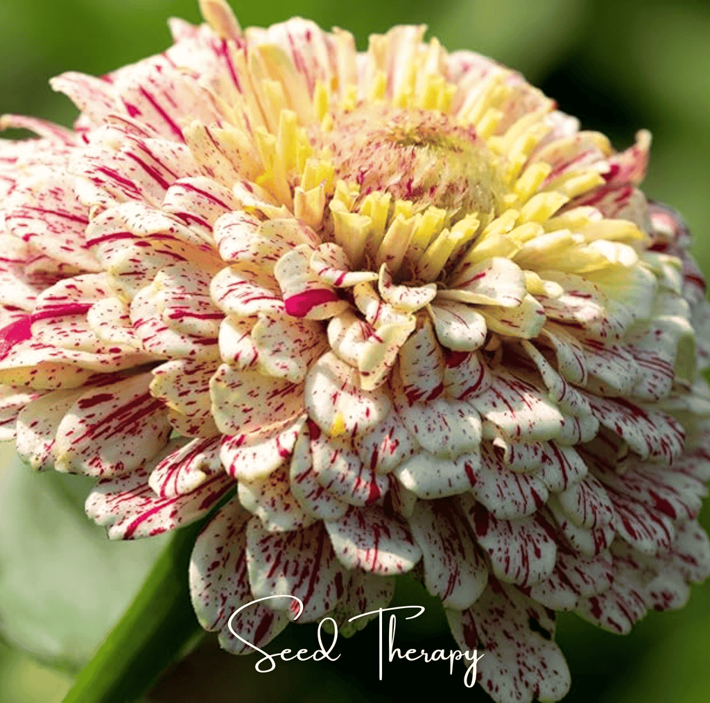 Peppermint Stick Zinnia – 50 Seeds