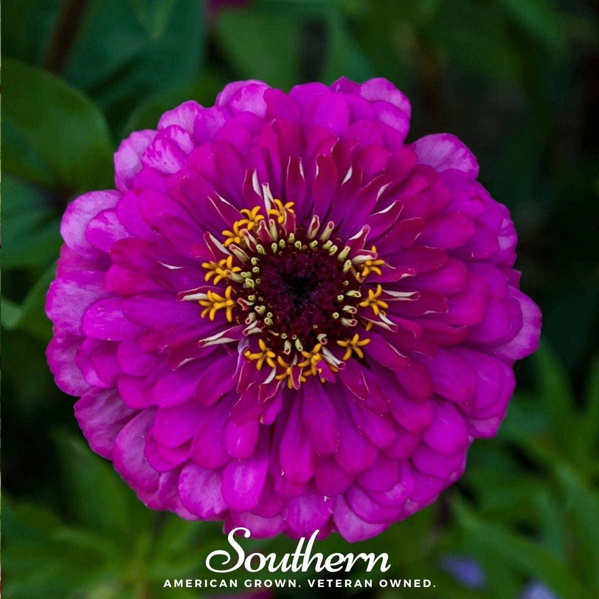 Purple Prince Zinnia – 100 Seeds