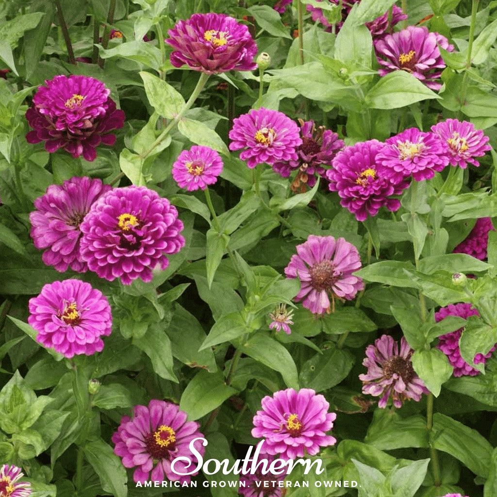 Purple Prince Zinnia – 100 Seeds